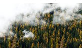 Компания "ИСП" присоединилась к WWF России в борьбе за сохранение первозданных лесов в проекте и поддержала проект "Стражи леса"